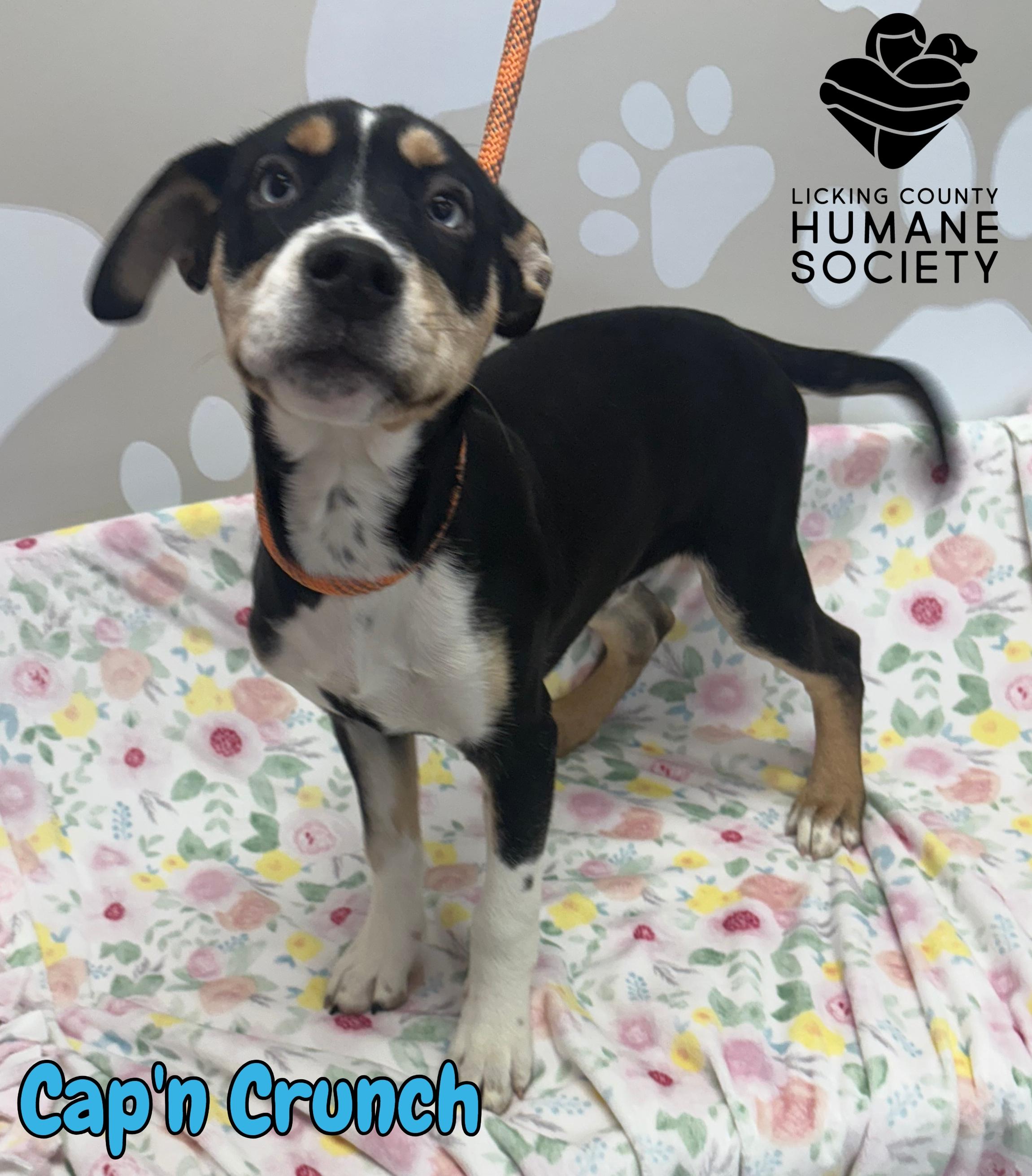 Cap'n Crunch, Adoptable, Young Male Husky & Poodle.