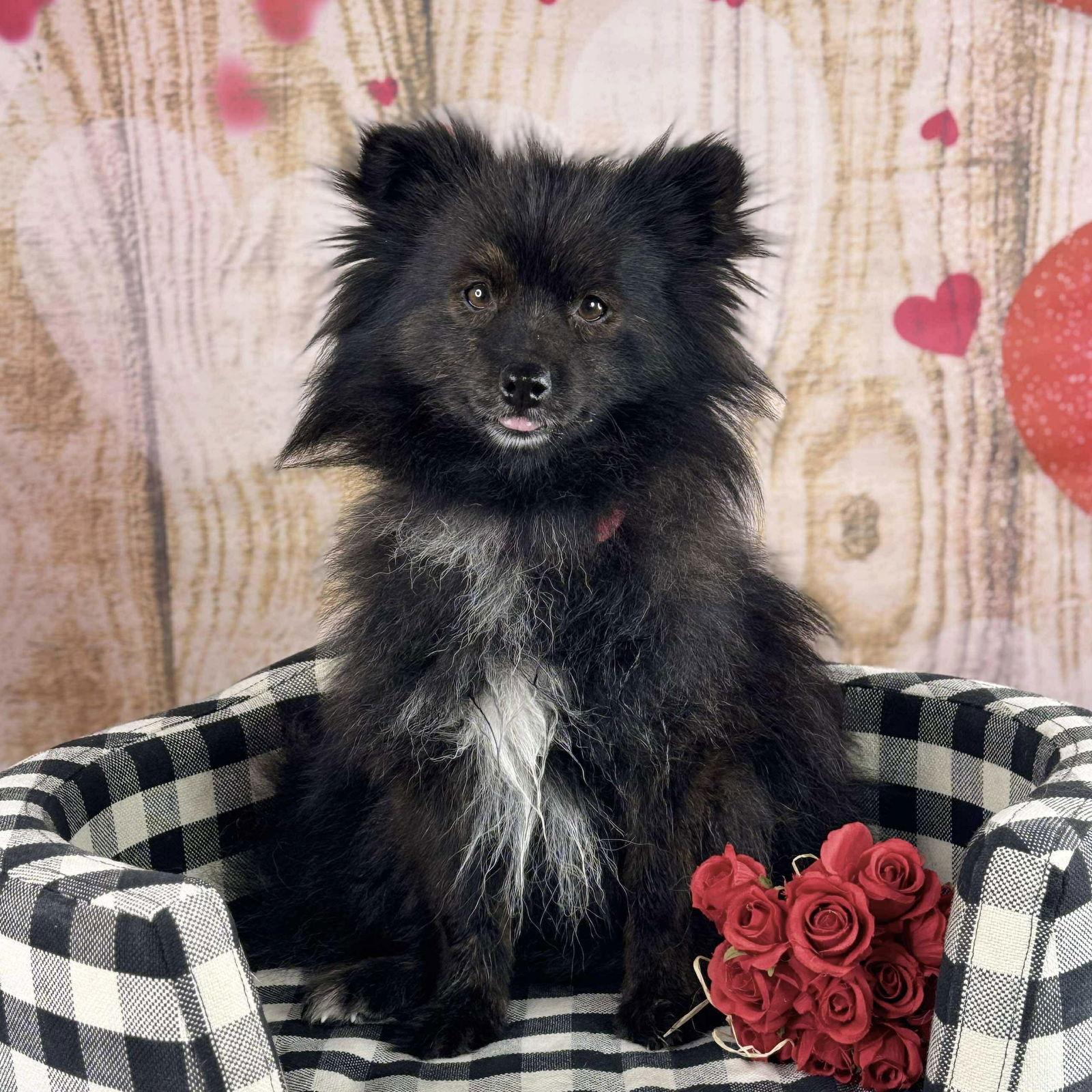Enlarge Bogard, a Adoptable Pomeranian in Garland, TX image 2/3