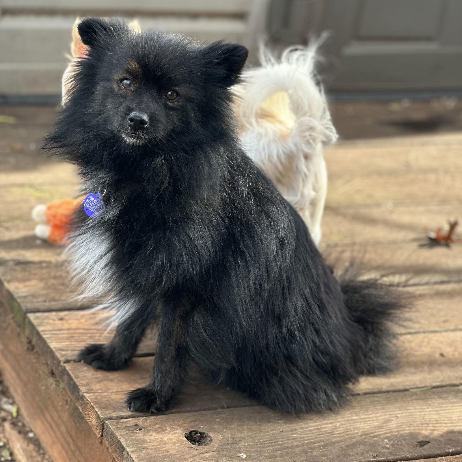 Enlarge Bogard, a Adoptable Pomeranian in Garland, TX image 3/3