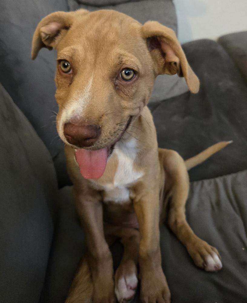 Ezzy - Uno, Adoptable, Puppy Female Labrador Retriever & Jack Russell Terrier.