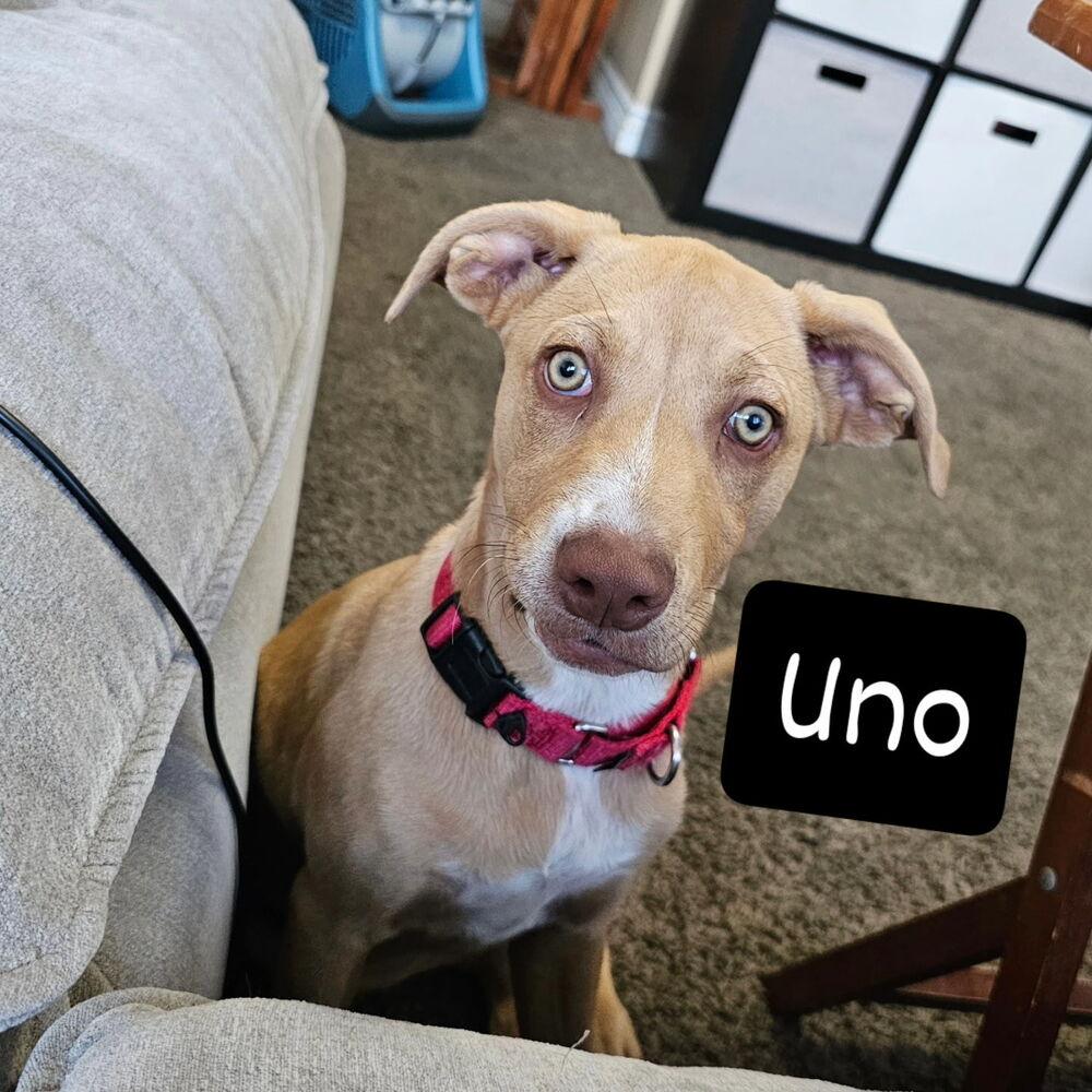 Enlarge Ezzy - Uno, a Adoptable mixed breed in Bonita, CA image 2/6