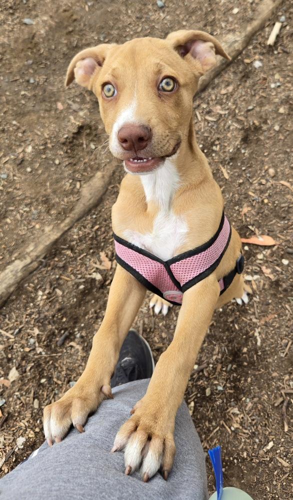 Enlarge Ezzy - Uno, a Adoptable mixed breed in Bonita, CA image 3/6