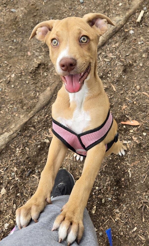 Ezzy - Uno, Adoptable, Young Female Labrador Retriever & Pit Bull Terrier.