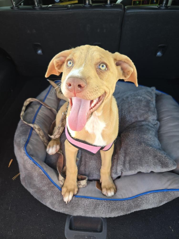 Enlarge Ezzy - Uno, a Adoptable mixed breed in Bonita, CA image 5/6