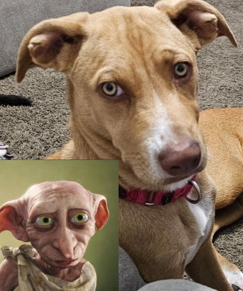 Enlarge Ezzy - Uno, a Adoptable mixed breed in Bonita, CA image 6/6