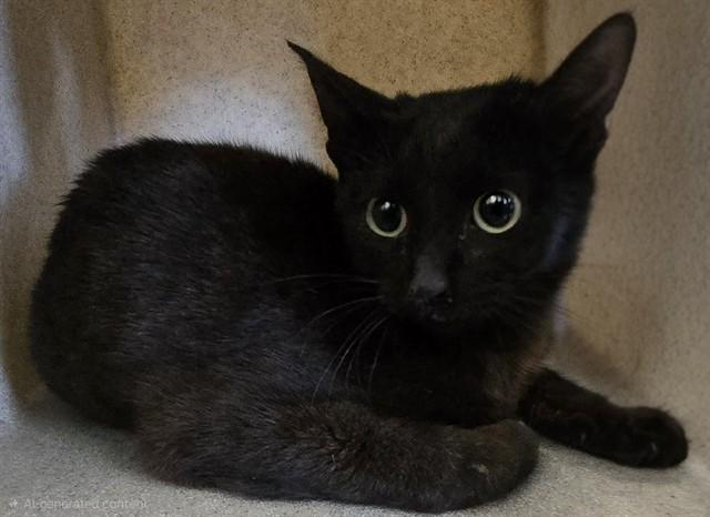 Enlarge JESSICAT, a Adoptable Domestic Short Hair in Lancaster, CA image 1/1