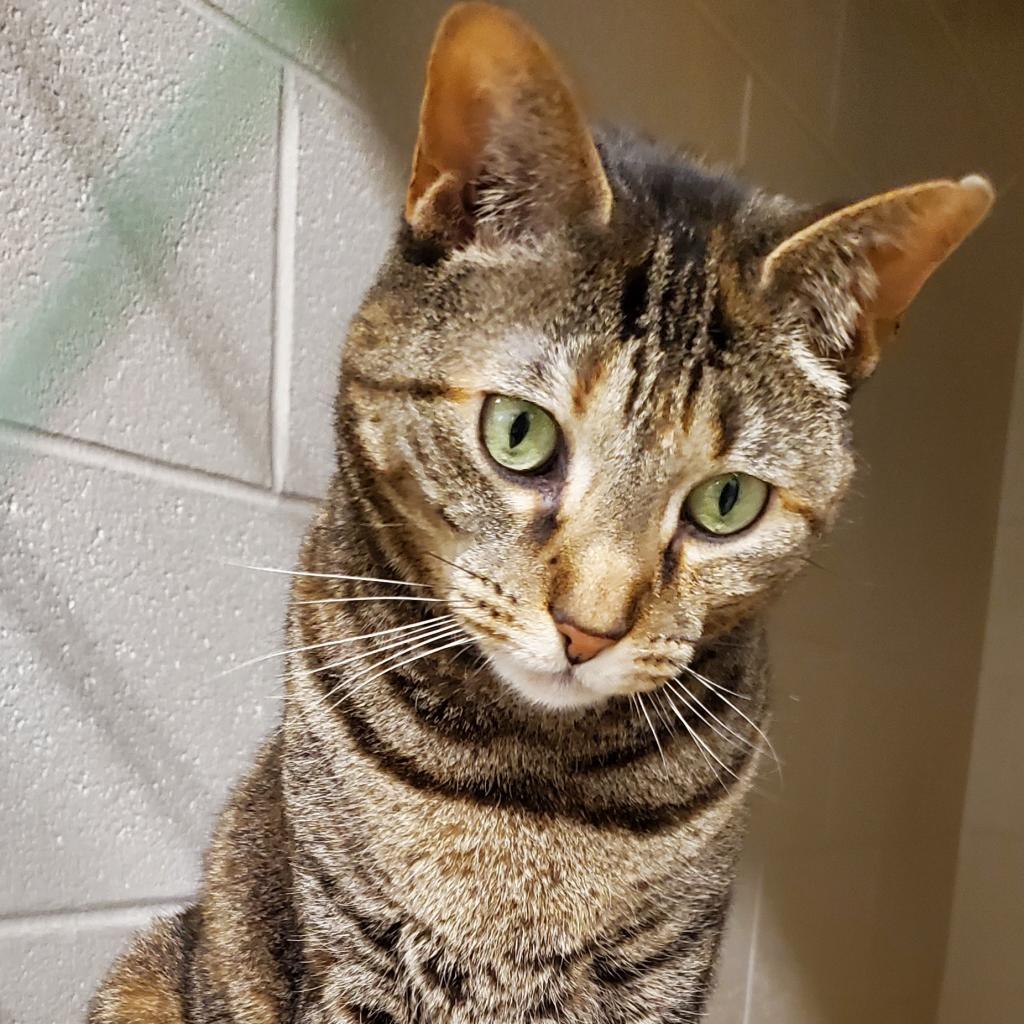 Tre, Adoptable, Adult Female Domestic Short Hair.