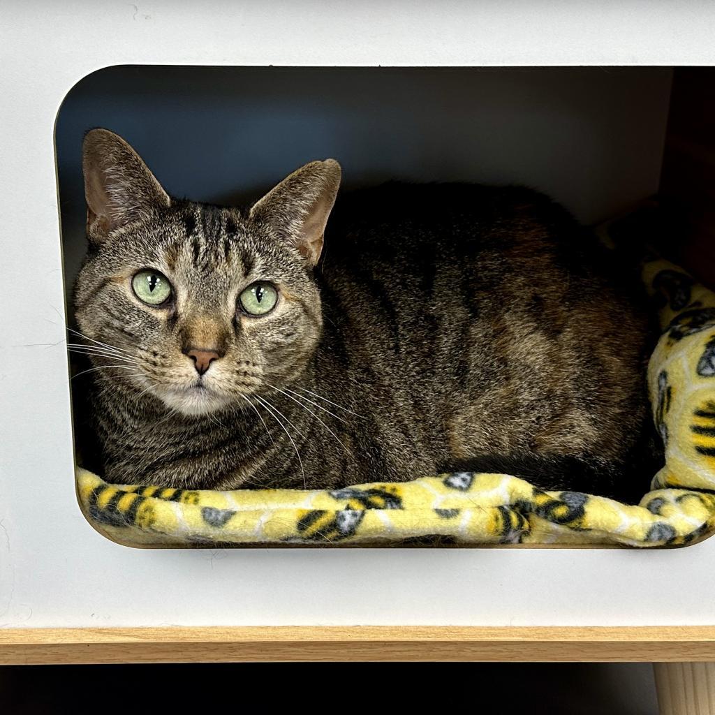 Enlarge Tre, a Adoptable Domestic Short Hair in Middleburg Heights , OH image 2/6