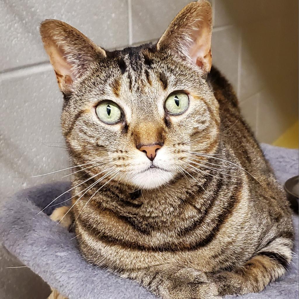 Enlarge Tre, a Adoptable Domestic Short Hair in Middleburg Heights , OH image 3/6