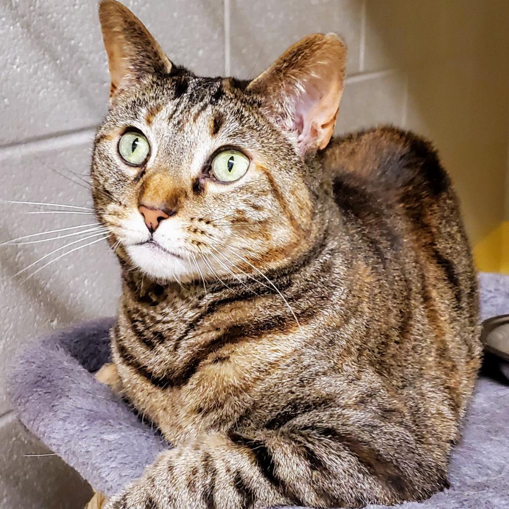 Enlarge Tre, a Adoptable Domestic Short Hair in Middleburg Heights , OH image 4/6