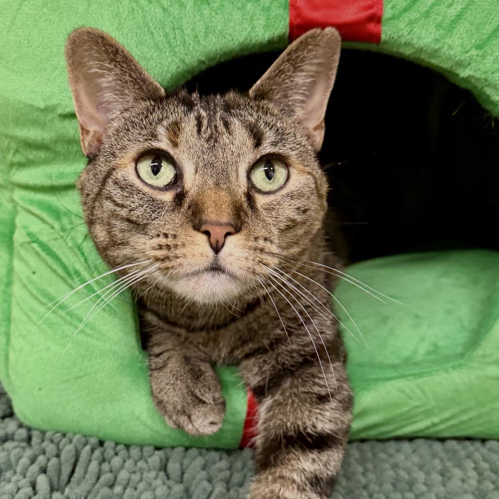 Enlarge Tre, a Adoptable Domestic Short Hair in Middleburg Heights , OH image 5/6