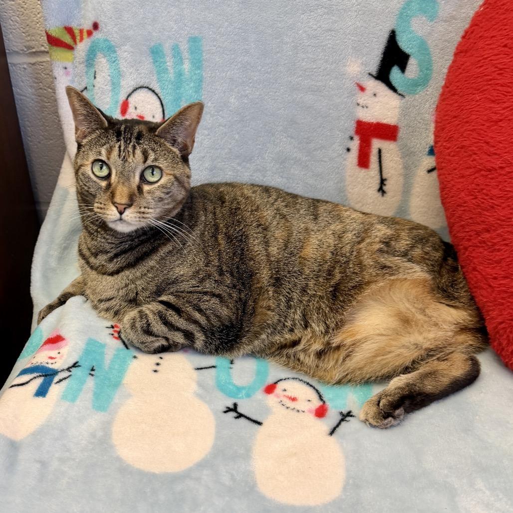 Enlarge Tre, a Adoptable Domestic Short Hair in Middleburg Heights , OH image 5/6