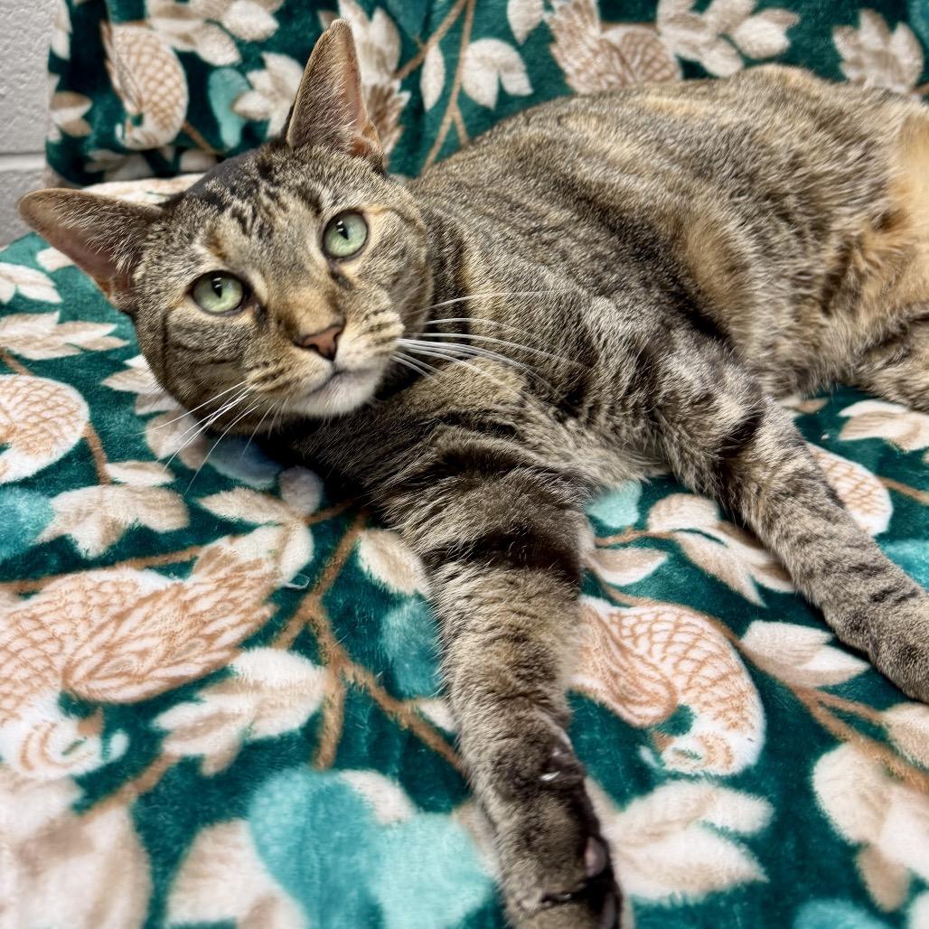 Enlarge Tre, a Adoptable Domestic Short Hair in Middleburg Heights , OH image 5/6