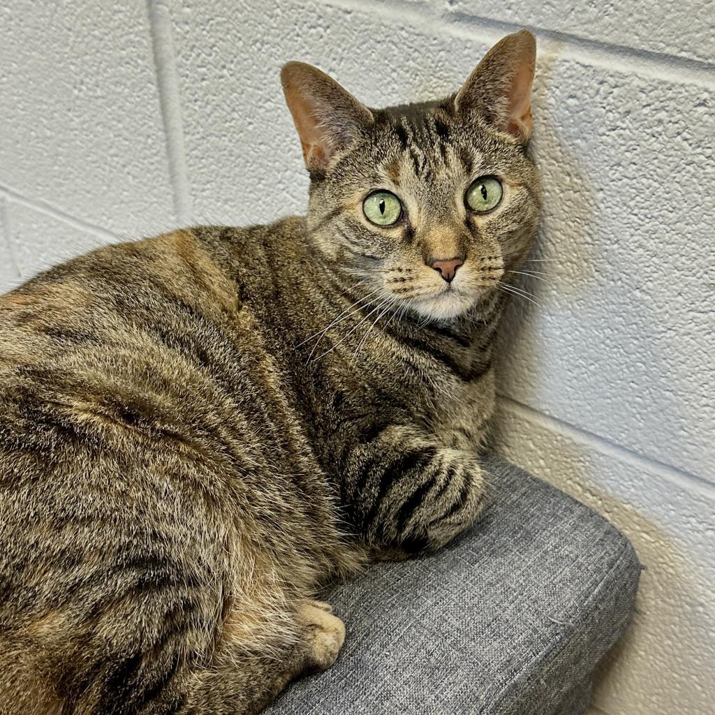 Enlarge Tre, a Adoptable Domestic Short Hair in Middleburg Heights , OH image 6/6