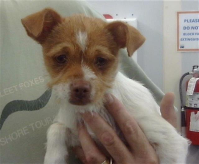 PEPPER — thumbnail 2