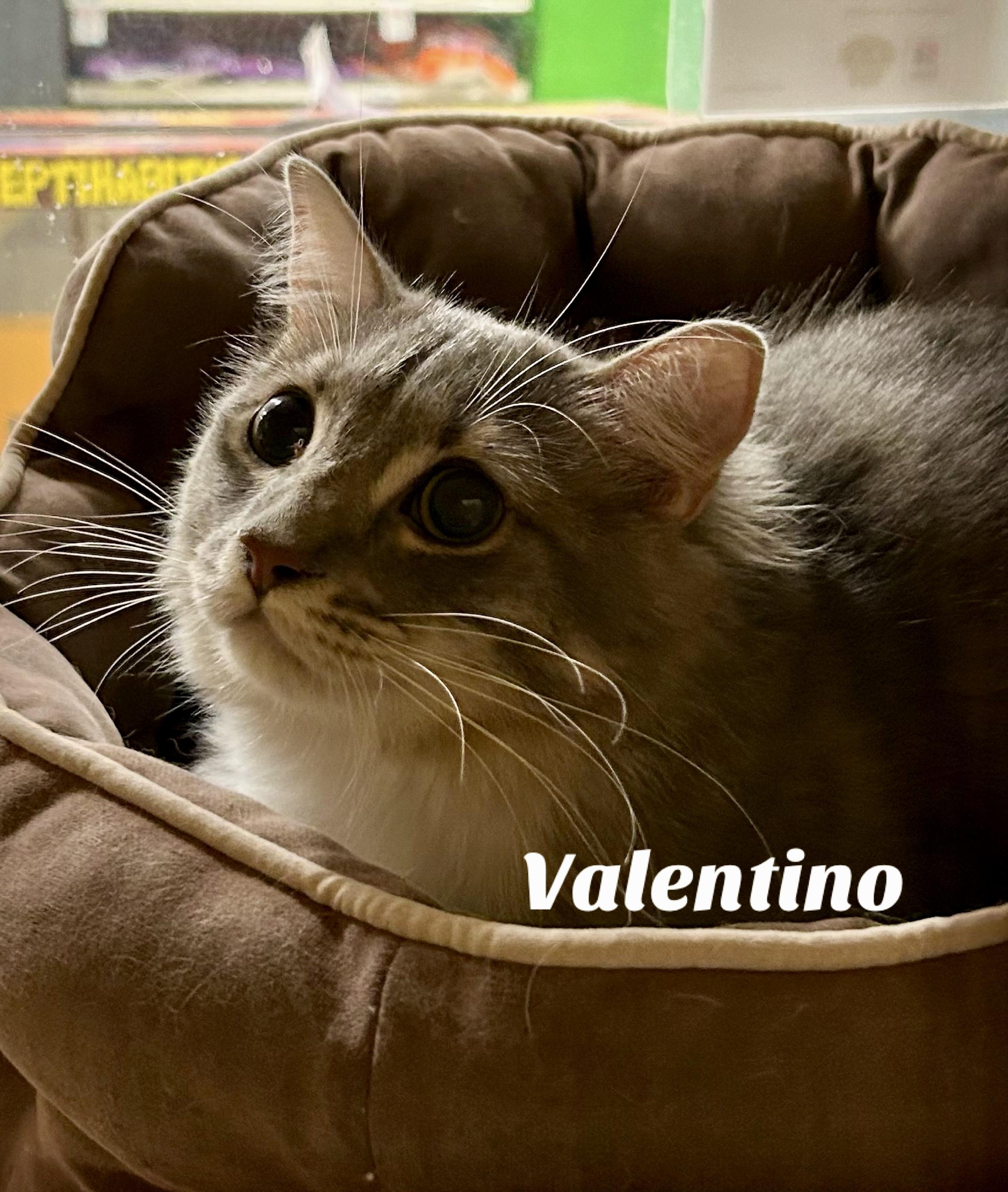 Enlarge Valentino , a ADOPTABLE Domestic Medium Hair in Owasso, OK image 2/2