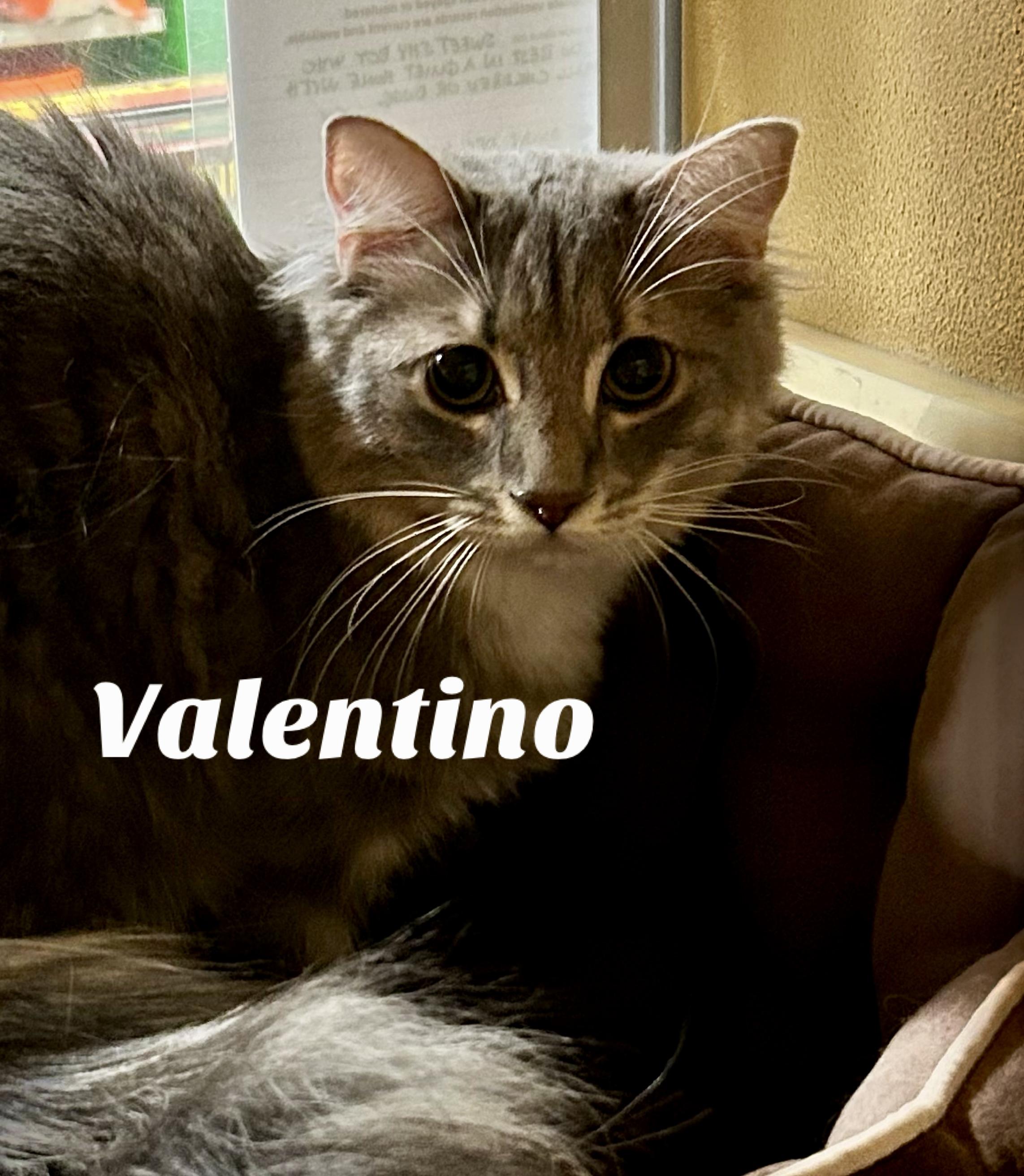 Enlarge Valentino , a ADOPTABLE Domestic Medium Hair in Owasso, OK image 1/2
