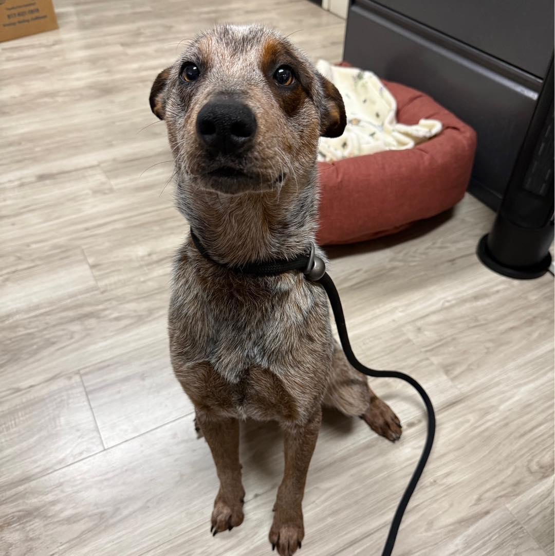 Enlarge Kanan, an adopted mixed breed in Fort Worth, TX image 3/5