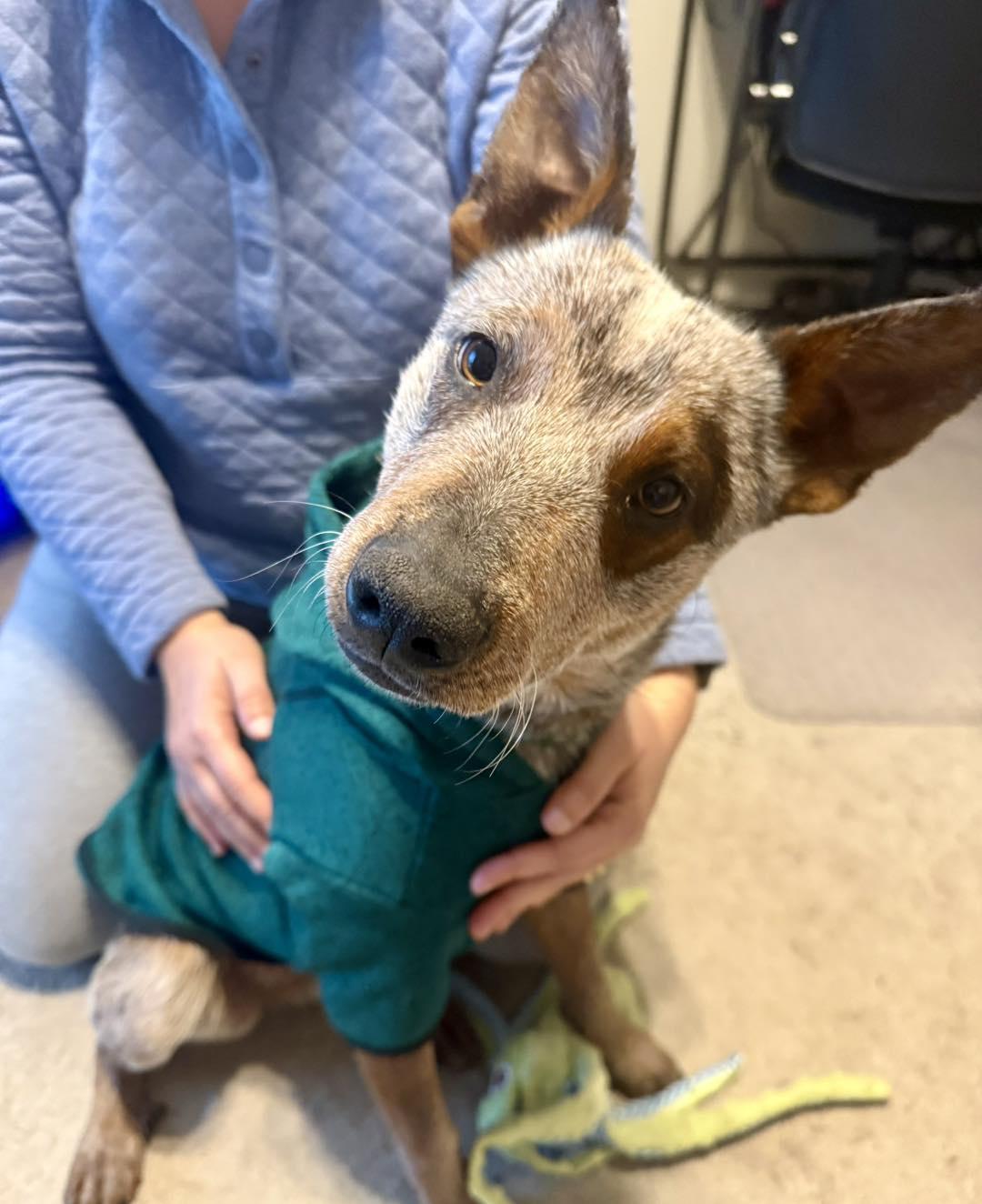 Kanan, ADOPTABLE, Young Male Australian Cattle Dog / Blue Heeler & Cattle Dog.