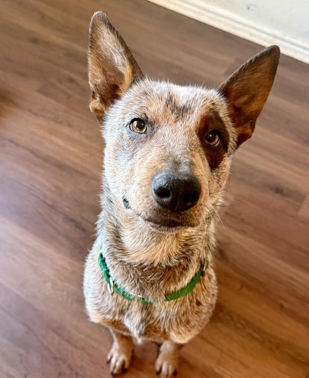 Enlarge Kanan, an adopted mixed breed in Fort Worth, TX image 2/5