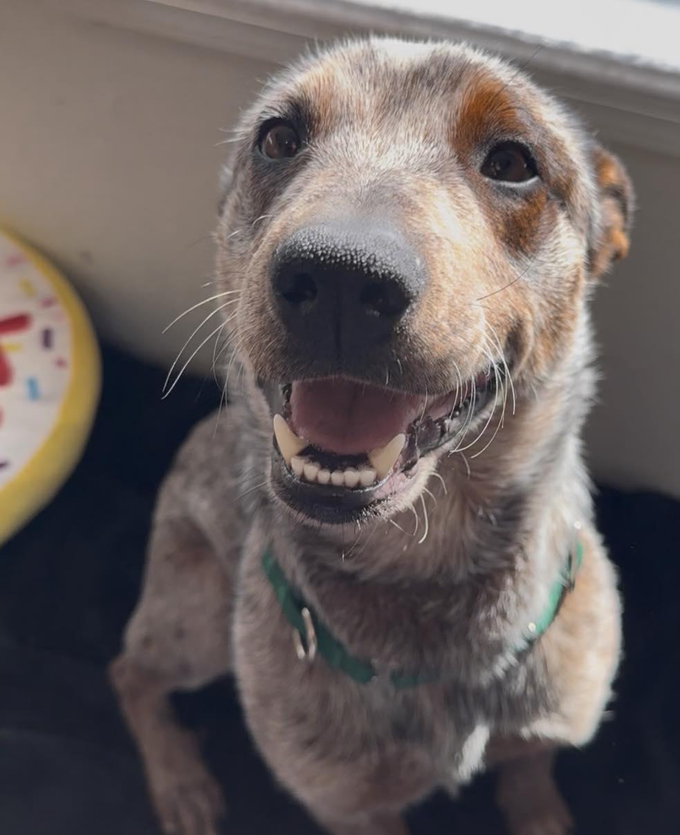 Enlarge Kanan, an adopted mixed breed in Fort Worth, TX image 5/5