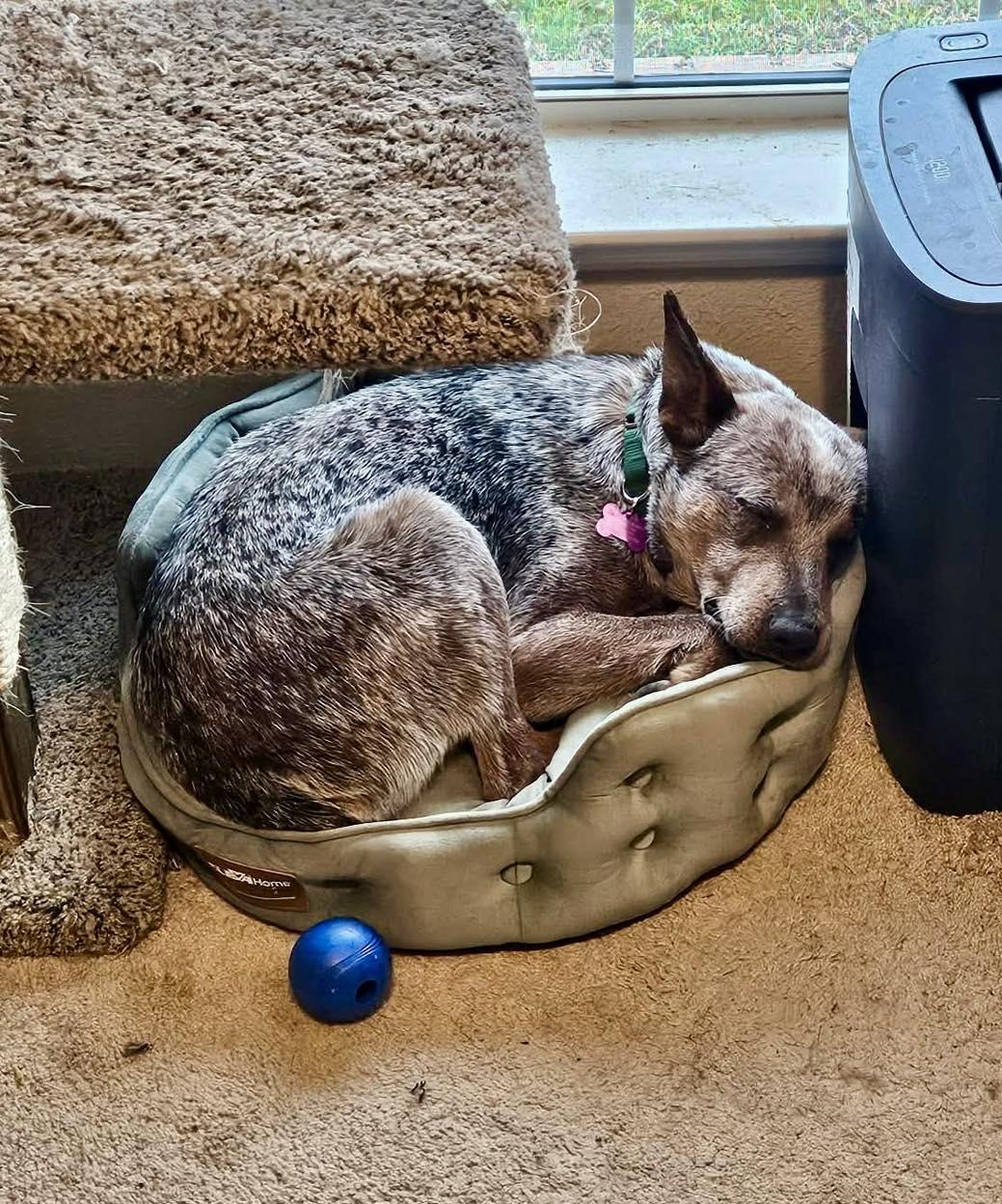 Enlarge Kanan, an adopted mixed breed in Fort Worth, TX image 4/5