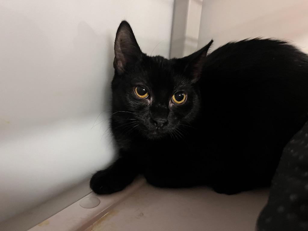 Enlarge Navy Bean, a Adoptable mixed breed in Raleigh, NC image 1/1