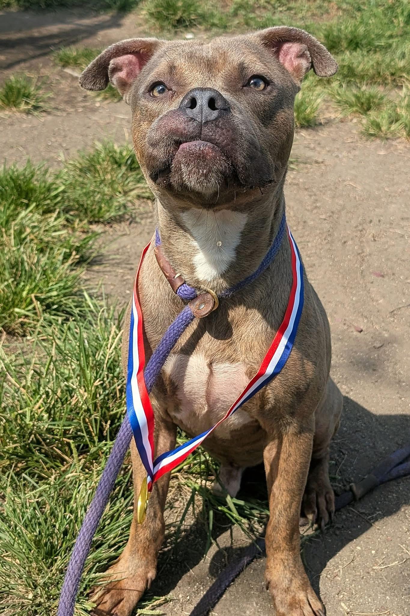 Enlarge Panhandle, a Adoptable Pit Bull Terrier in Chicago, IL image 2/5