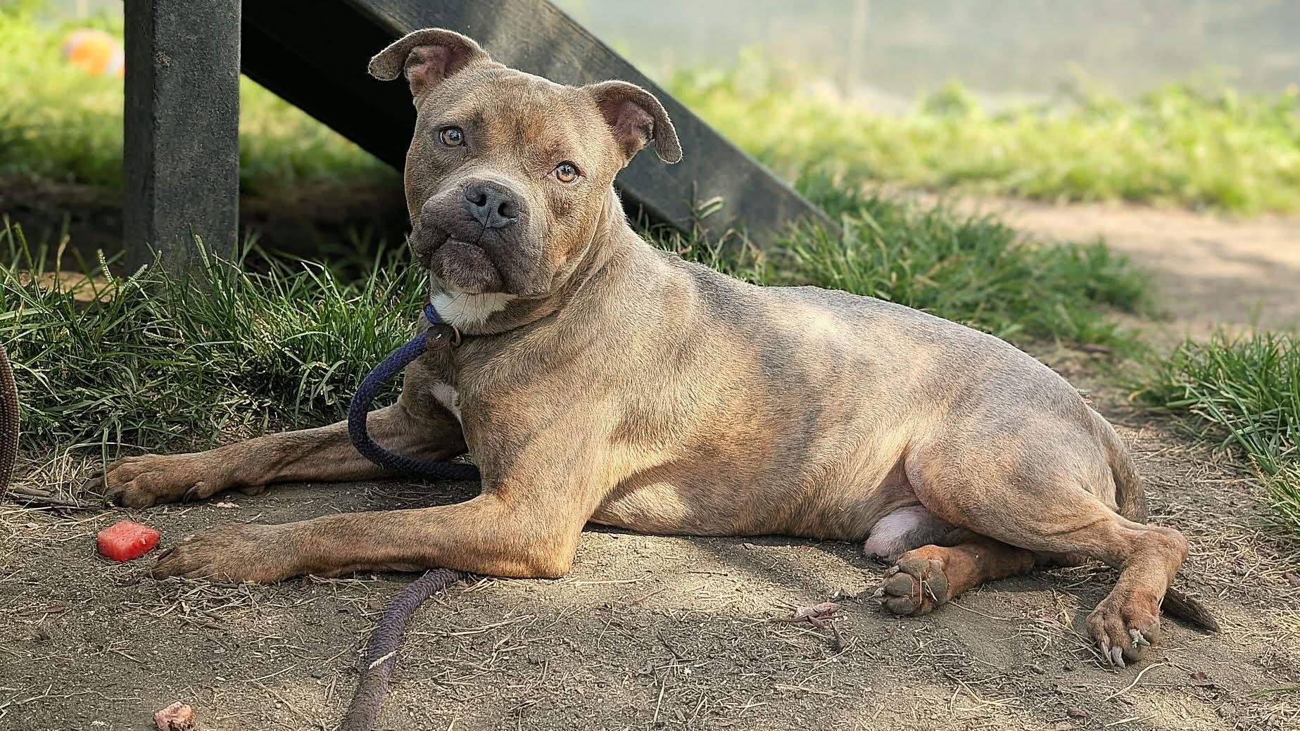 Enlarge Panhandle, a Adoptable Pit Bull Terrier in Chicago, IL image 3/5