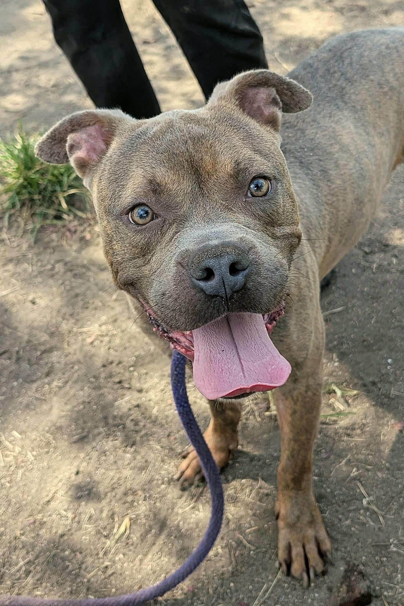 Enlarge Panhandle, a Adoptable Pit Bull Terrier in Chicago, IL image 4/5