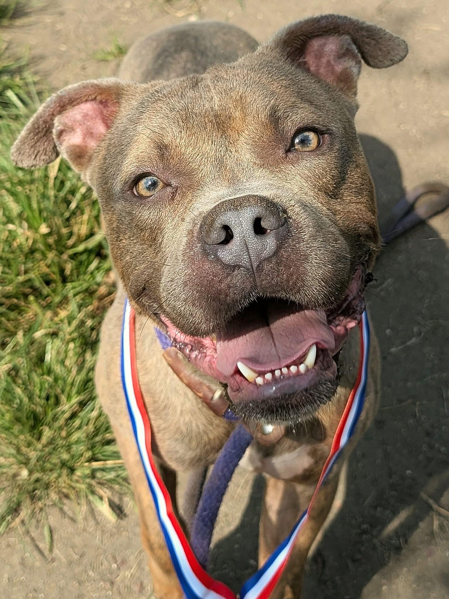 Panhandle, Adoptable, Adult Male Pit Bull Terrier.