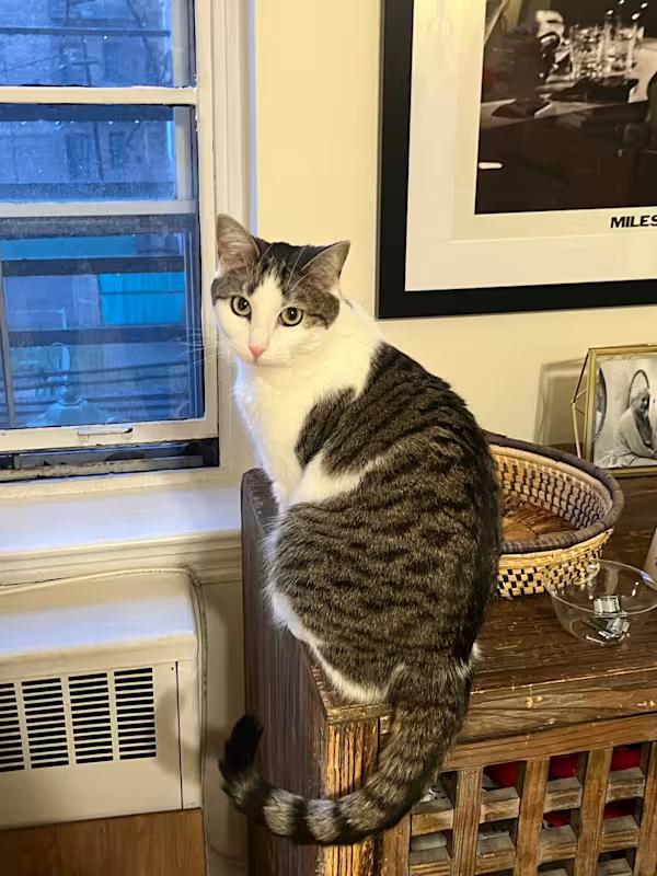 Enlarge Cashew, a Adoptable Domestic Short Hair in South Ozone Park, NY image 3/5