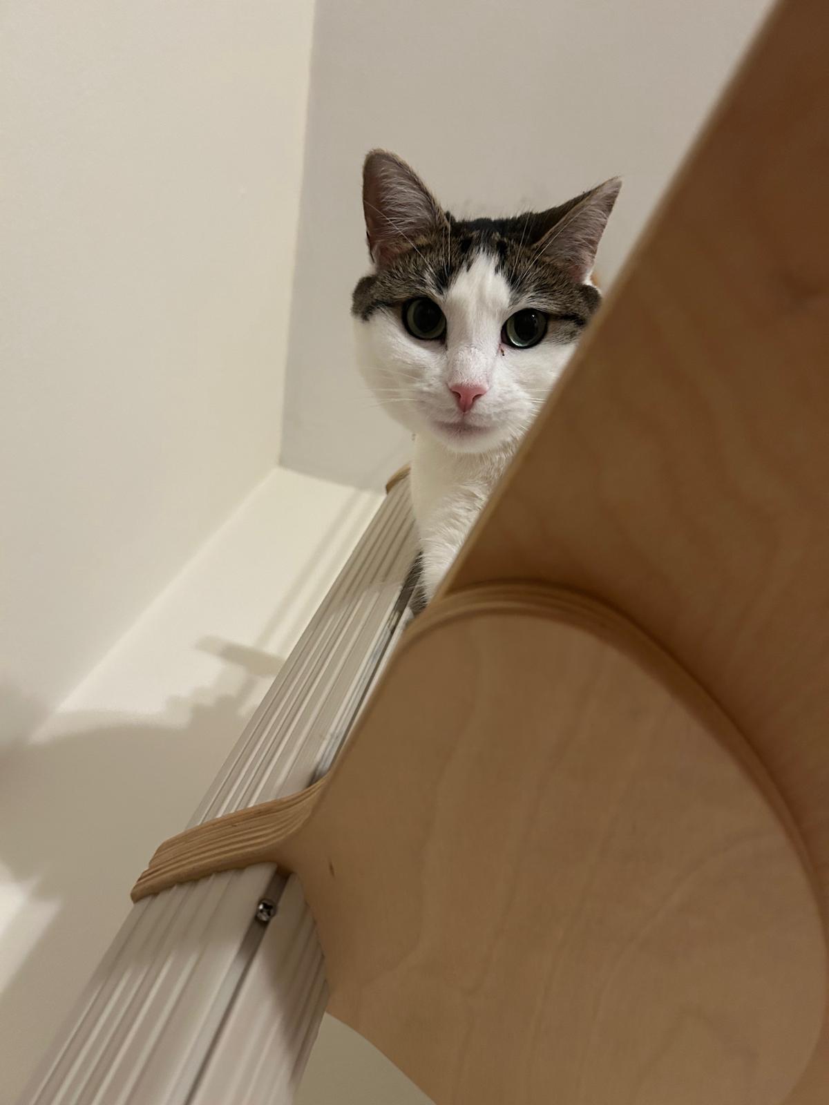 Enlarge Cashew, a Adoptable Domestic Short Hair in South Ozone Park, NY image 5/5