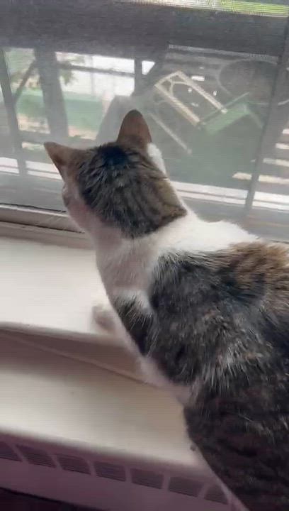 Enlarge Cashew, a Adoptable Domestic Short Hair in South Ozone Park, NY video 2/5