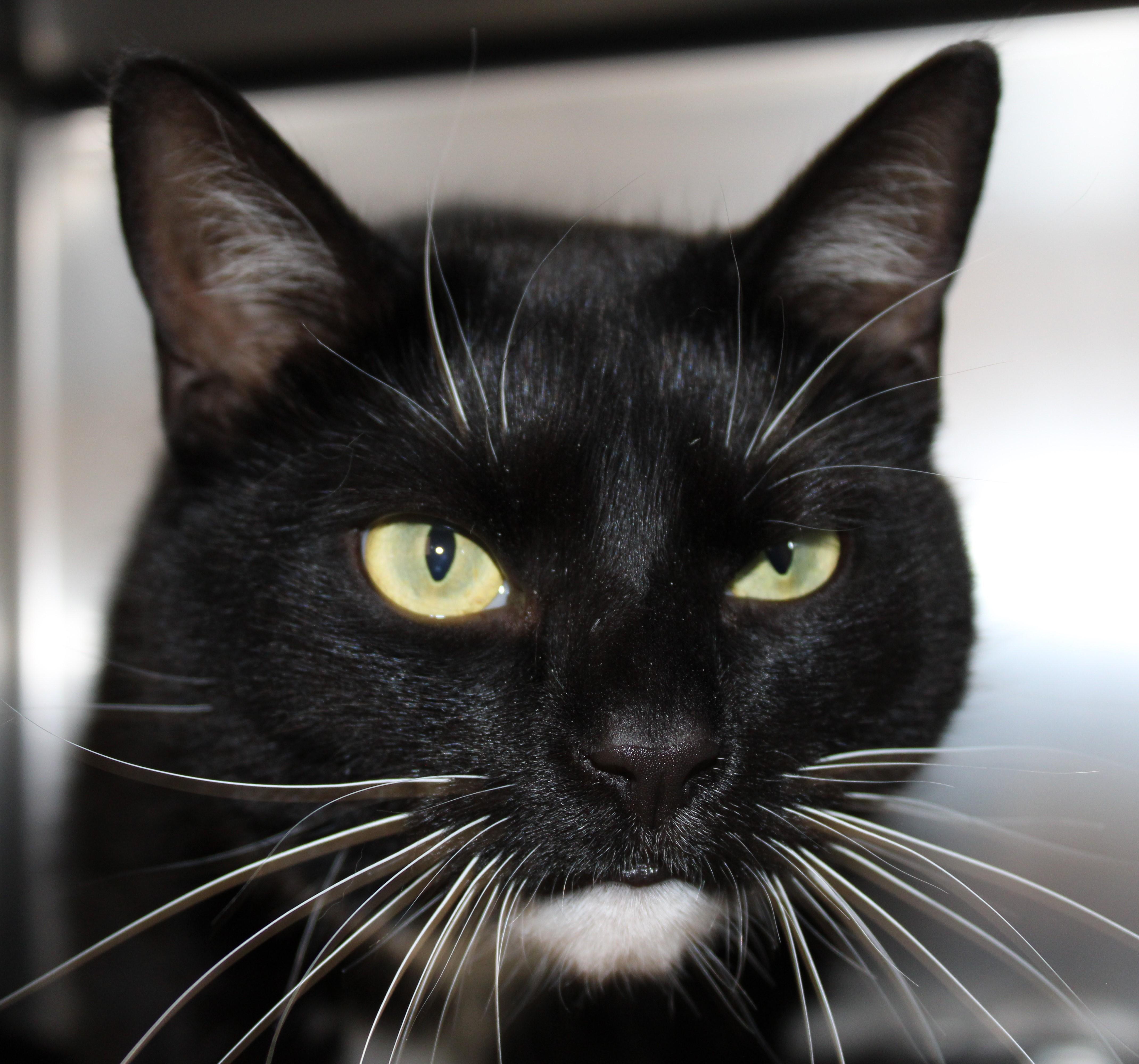 Enlarge Mano, an adoptable Domestic Short Hair in Mississauga, ON image 1/1