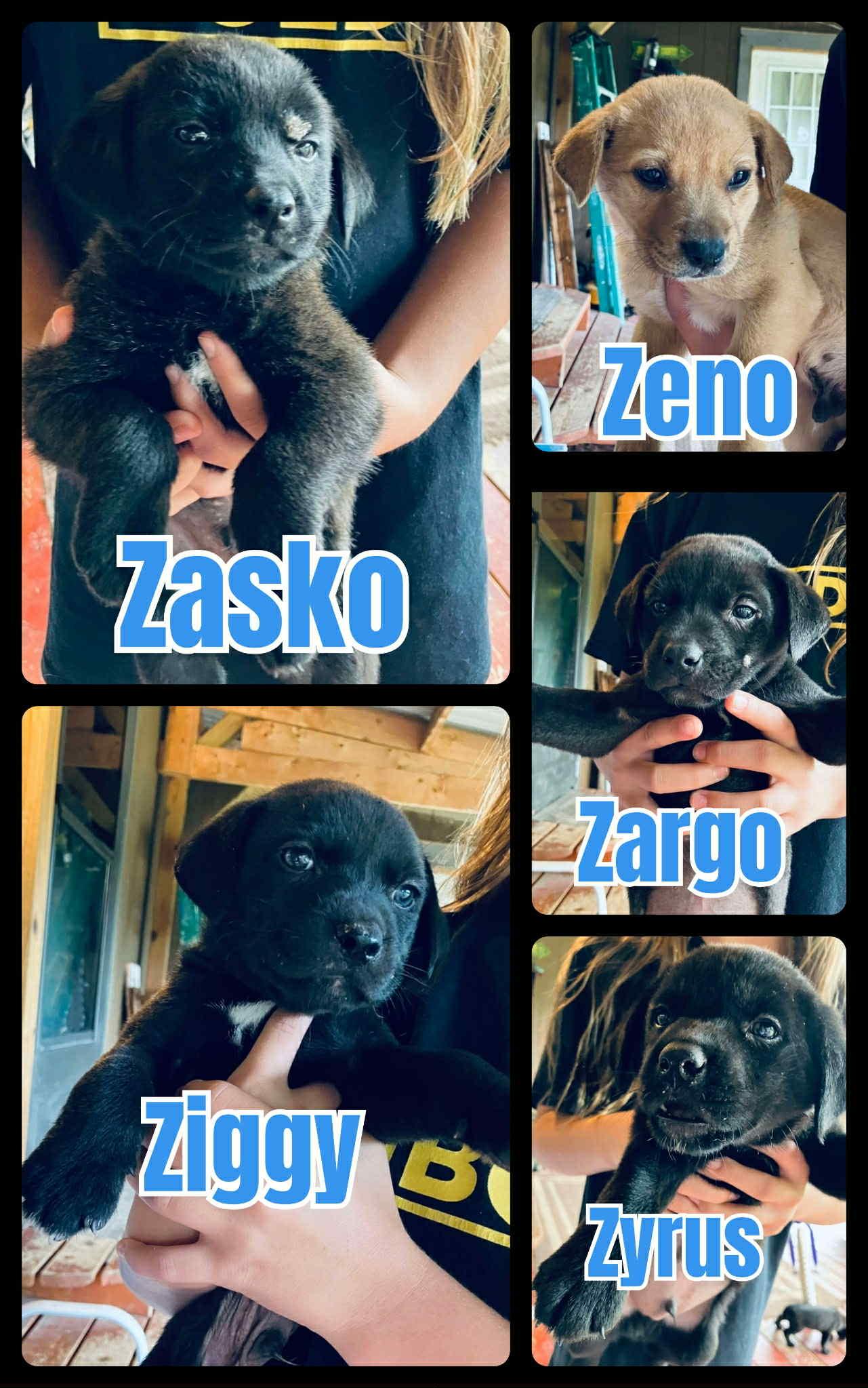 Zeno, Adopted, Puppy Male Labrador Retriever.