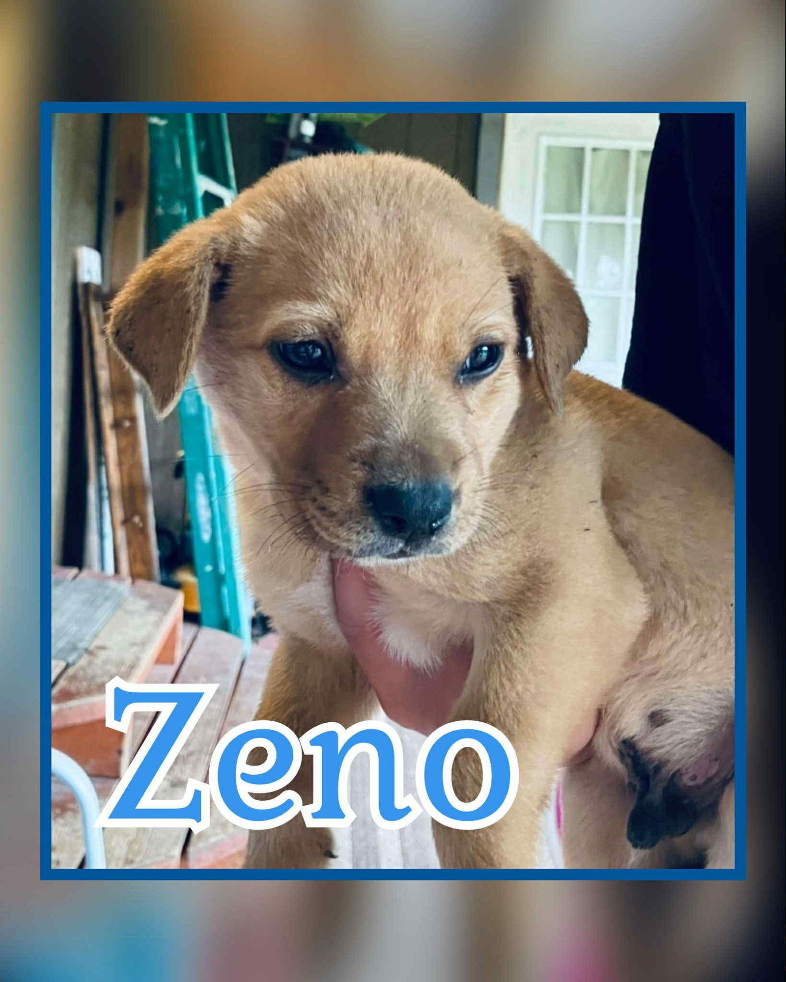 Zeno, a Adopted Labrador Retriever in Newport, NH image 2/2