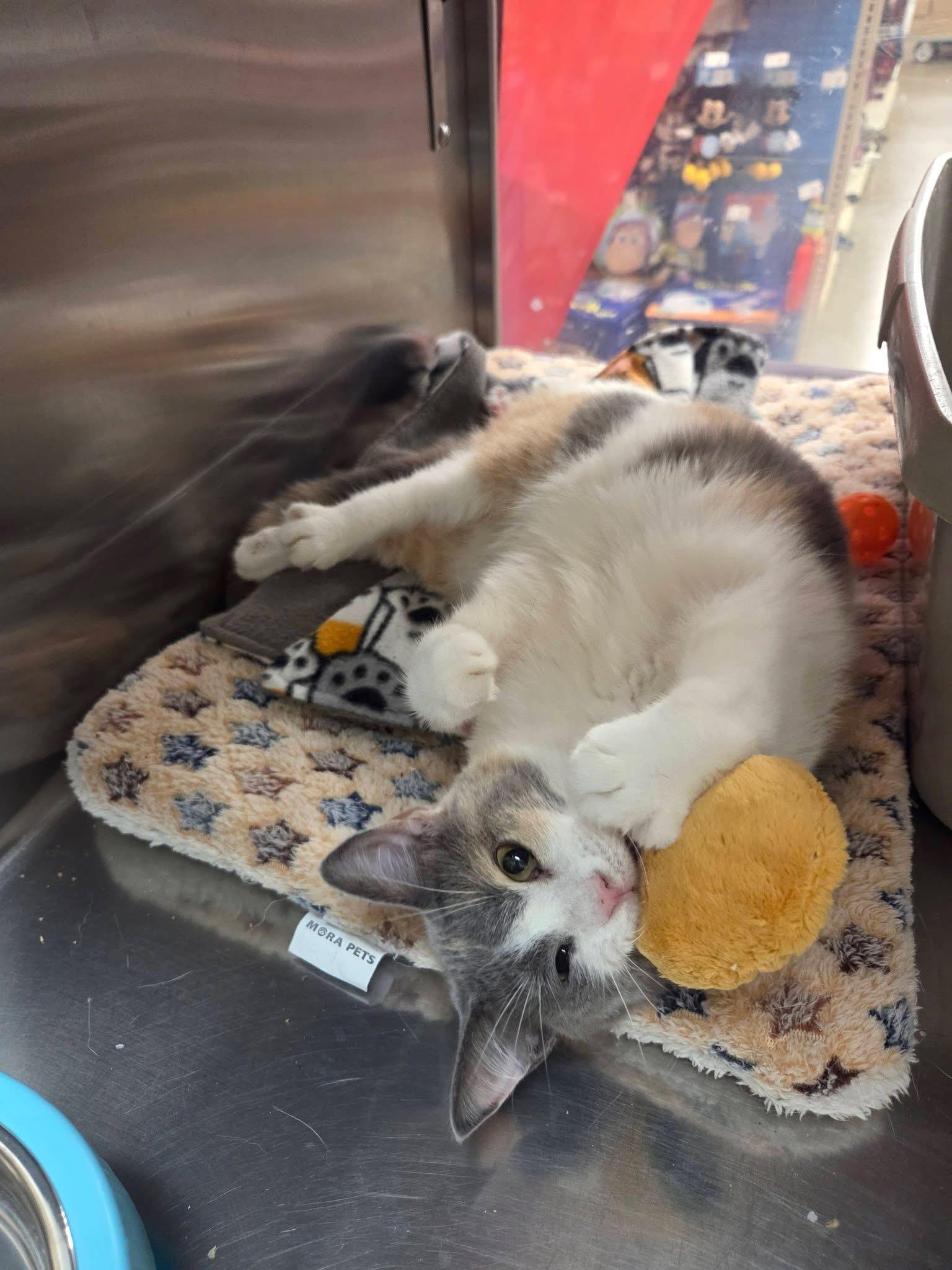 Alessia lap cuddler, adopted, Adult Female Calico.