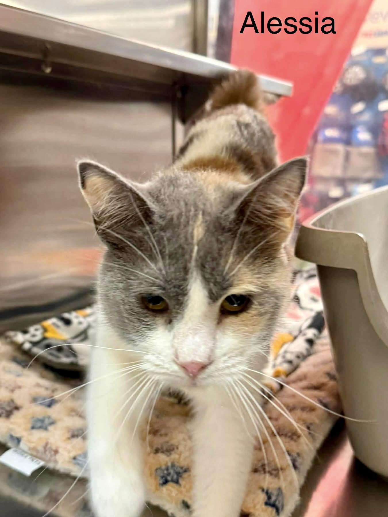 Enlarge Alessia lap cuddler, an adopted Calico in Jackson, GA image 6/6