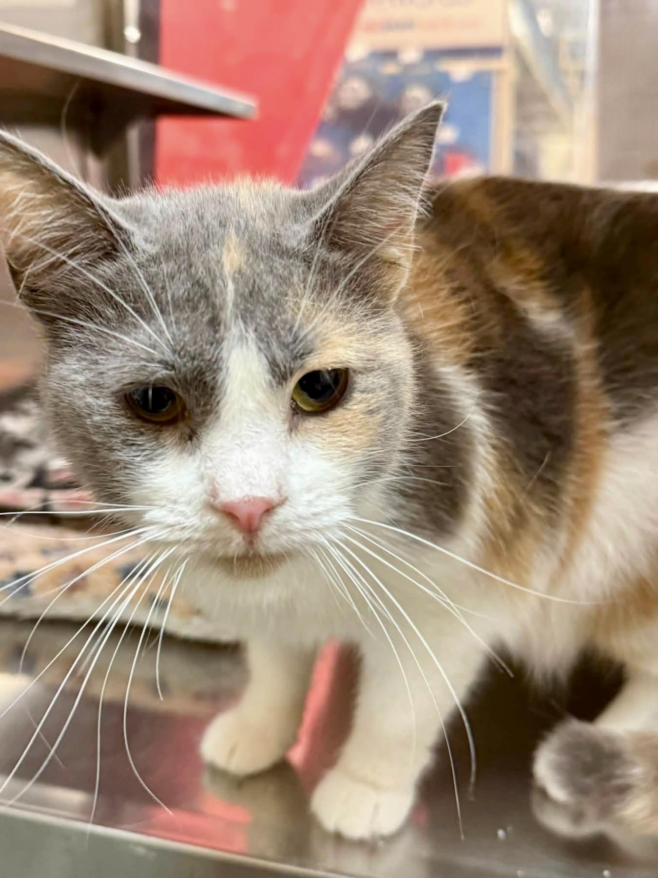 Enlarge Alessia lap cuddler, an adopted Calico in Jackson, GA image 2/6