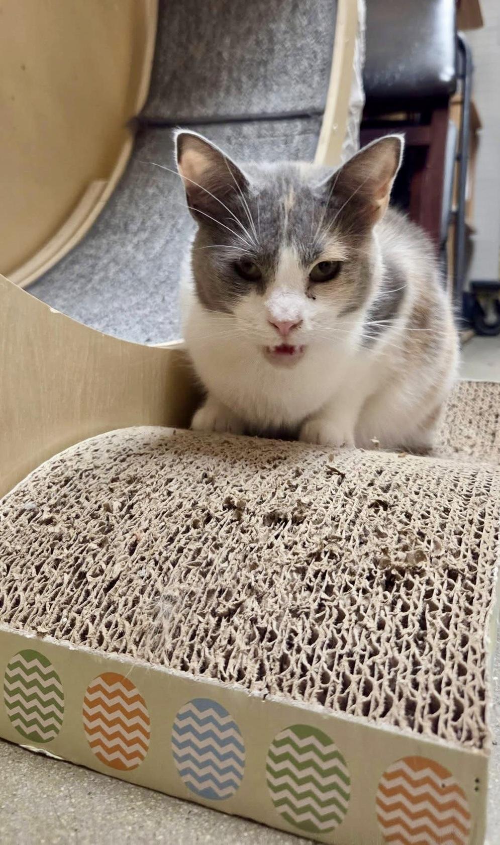 Enlarge Alessia lap cuddler, an adopted Calico in Jackson, GA image 4/6