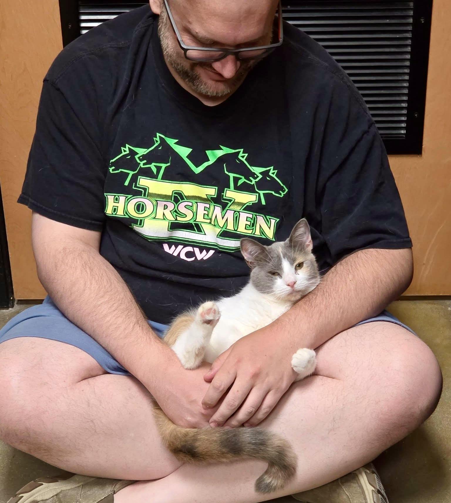 Enlarge Alessia lap cuddler, an adopted Calico in Jackson, GA image 3/6