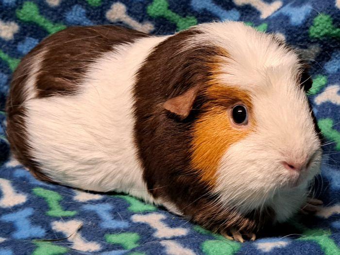 Whiskey, a ADOPTABLE Short-Haired in Gary, IN image 1/5