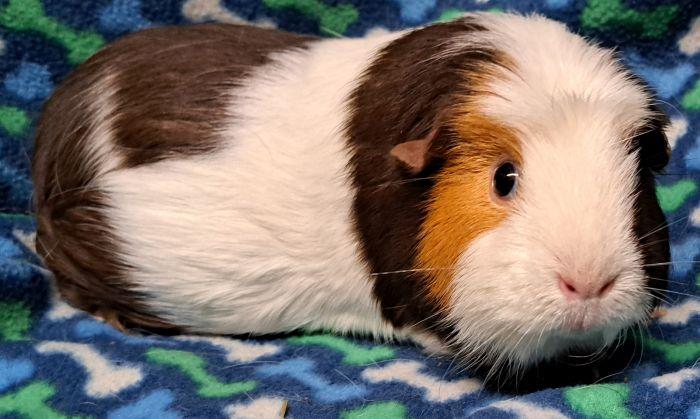 Whiskey, a ADOPTABLE Short-Haired in Gary, IN image 2/5