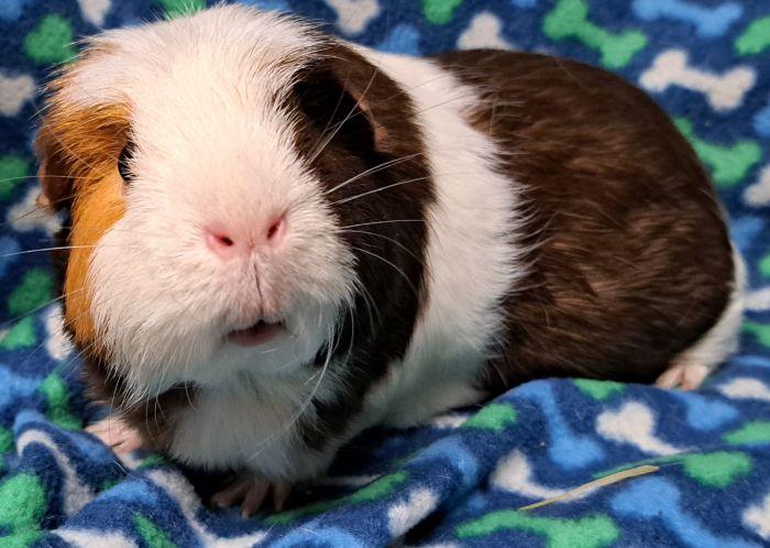 Whiskey, a ADOPTABLE Short-Haired in Gary, IN image 3/5