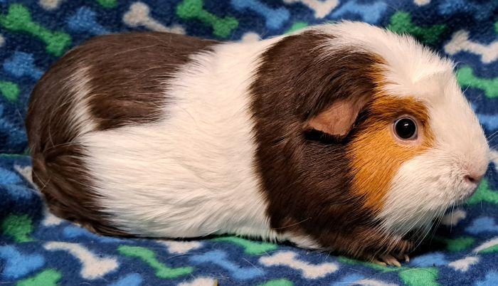 Whiskey, a ADOPTABLE Short-Haired in Gary, IN image 4/5