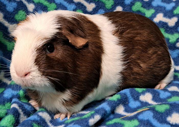 Whiskey, a ADOPTABLE Short-Haired in Gary, IN image 5/5