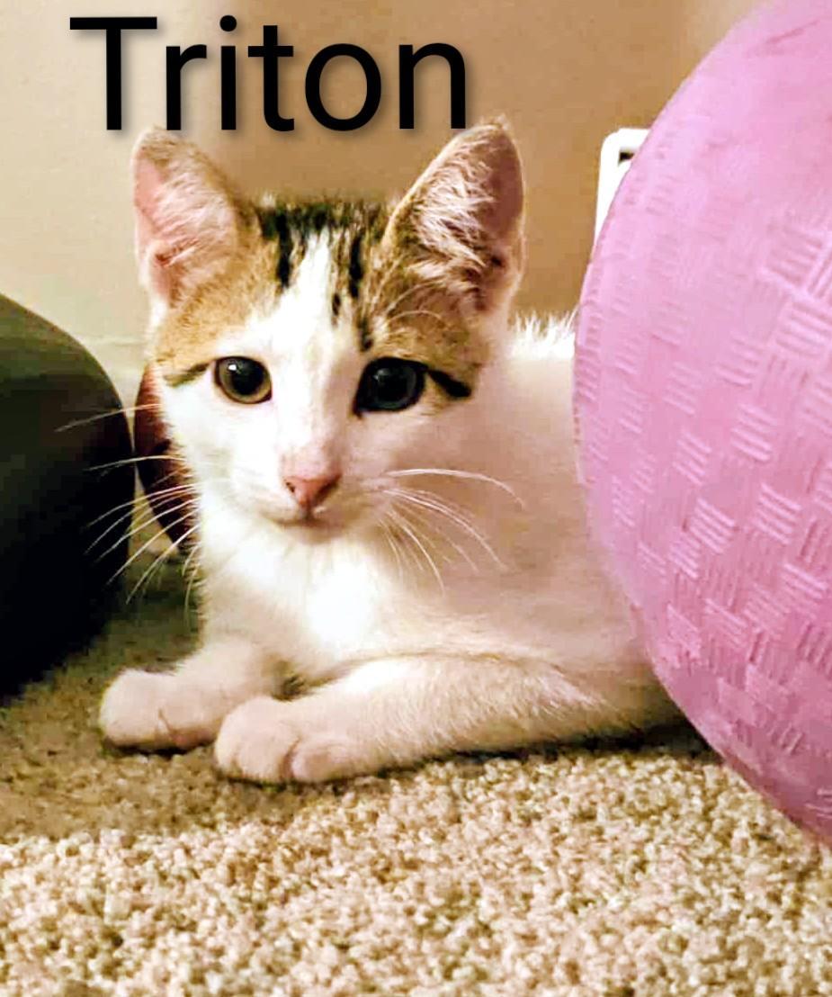 Enlarge Triton, a Adoptable Calico in Binghamton, NY image 2/2
