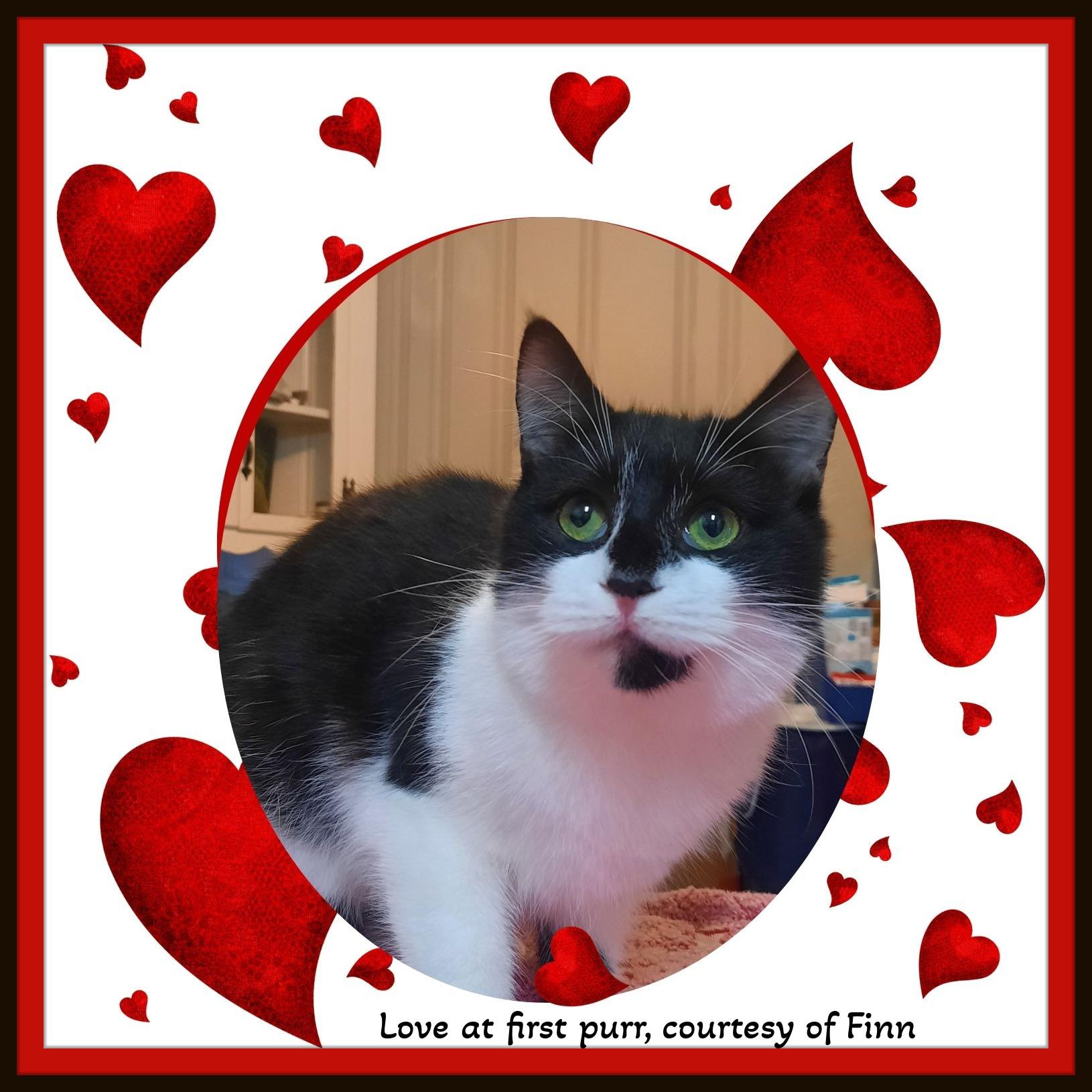 Enlarge Love at first purr, courtesy of Finn, a ADOPTABLE Domestic Short Hair in Winston Salem, NC image 3/3