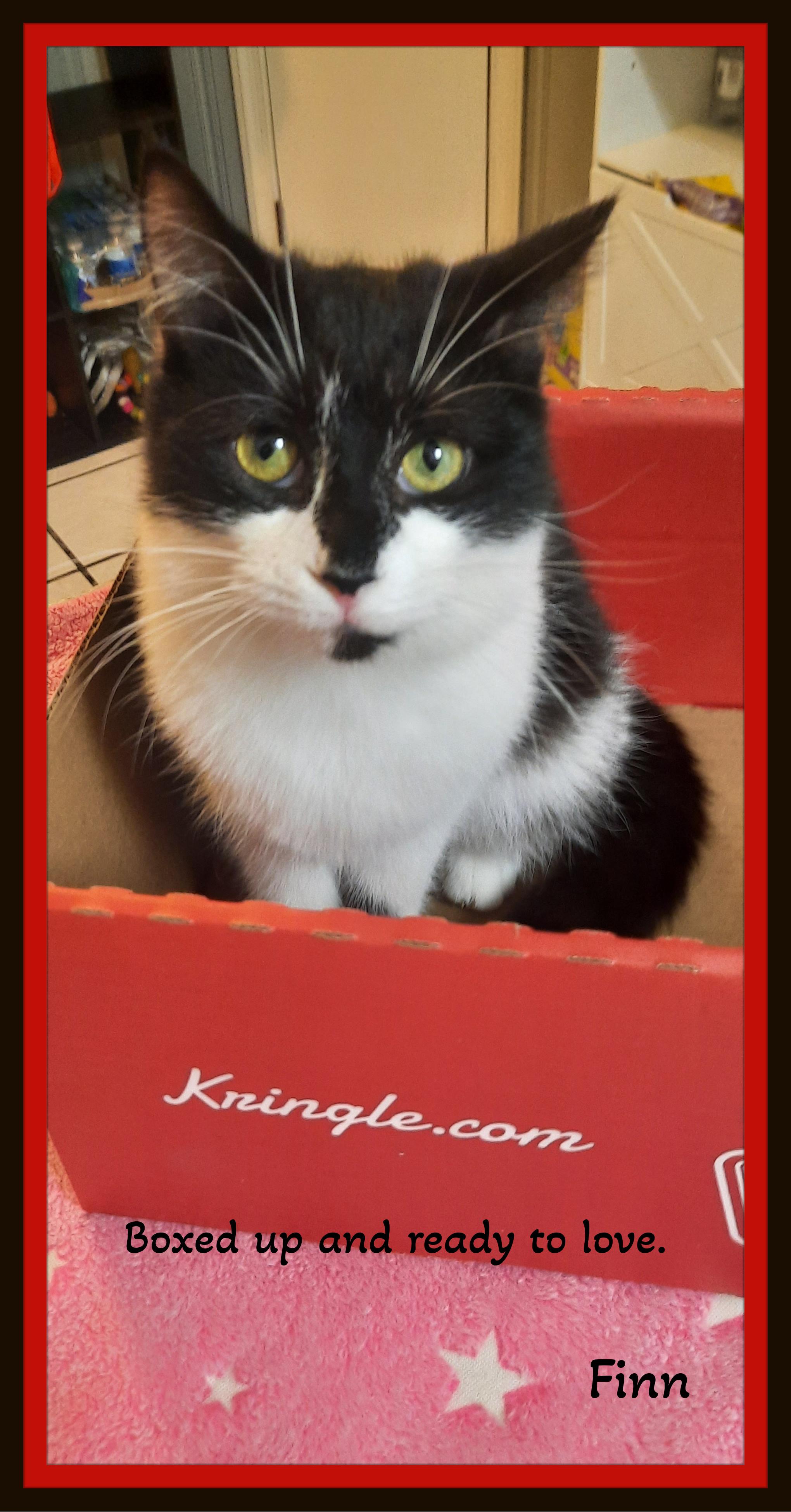 Enlarge Love at first purr, courtesy of Finn, a ADOPTABLE Domestic Short Hair in Winston Salem, NC image 1/3